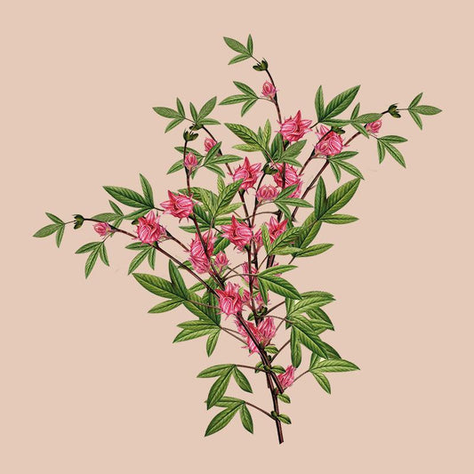 Weight Loss - Siyah Organics