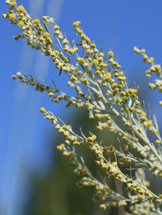 Artemisia Annua, The Antiviral Superpower Plant - Siyah Organics