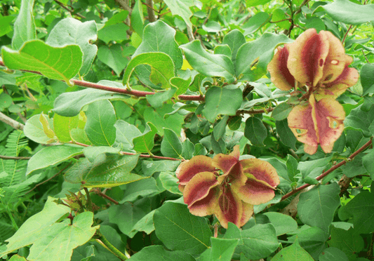 Kinkeliba Immune Boosting - Siyah Organics