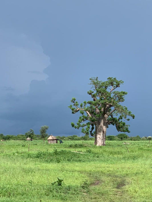 Our Mission Statement - Siyah Organics