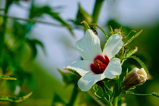 Bissap Sleep and Relax / Skincare / Anti-aging - Siyah Organics