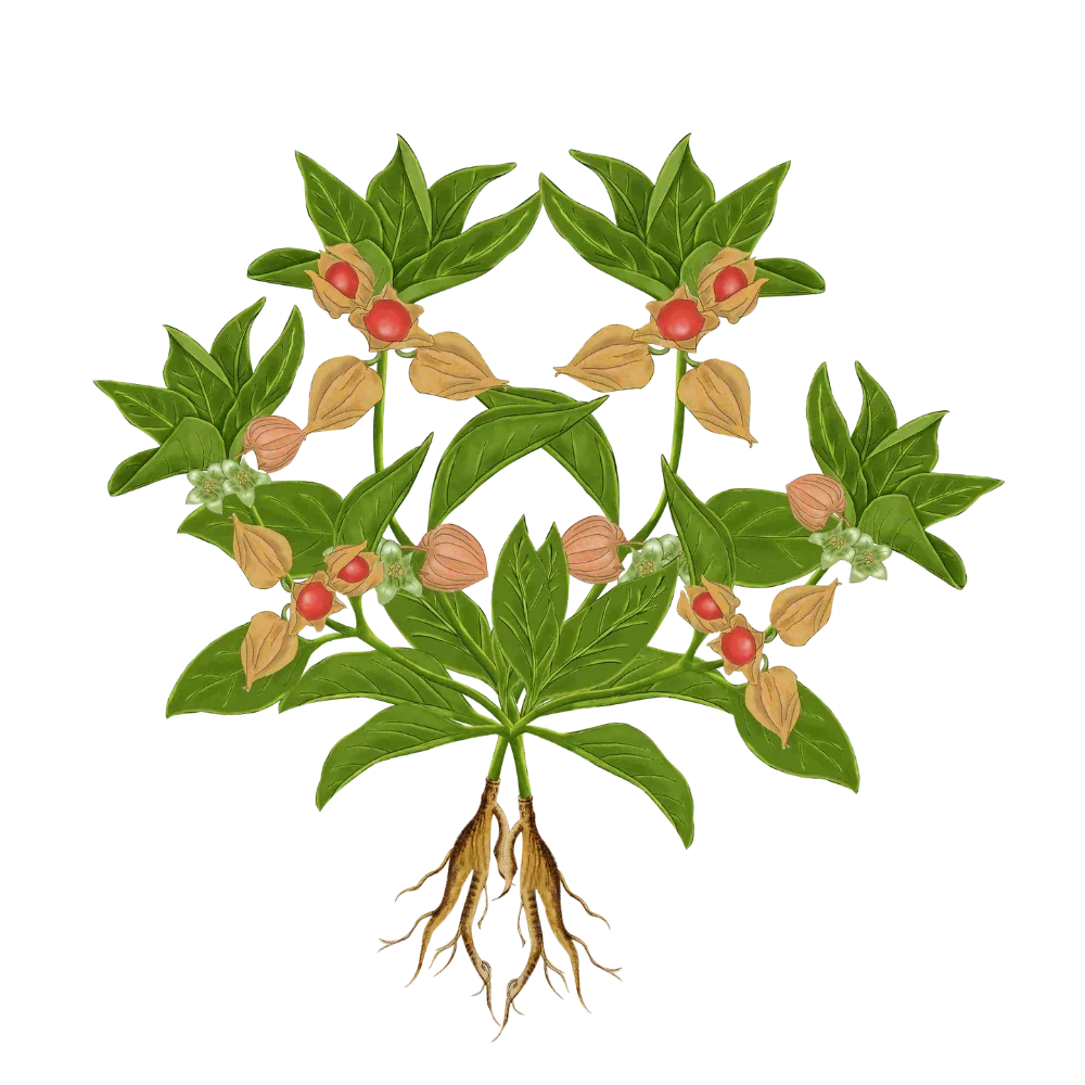 Ashwagandha supplement: benefits, uses & dosage