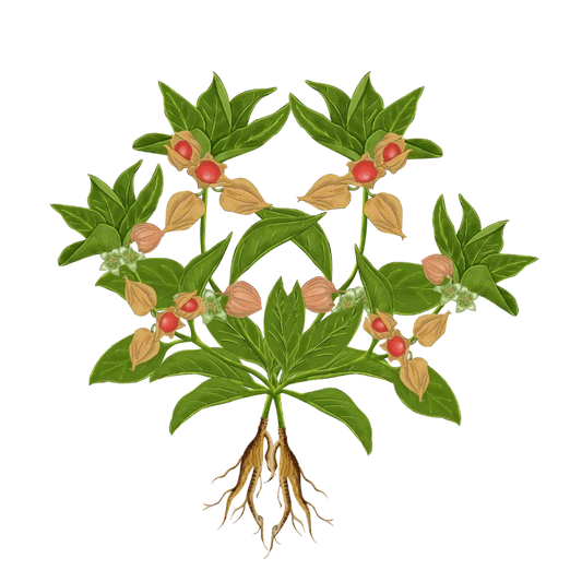 Ashwagandha supplement: benefits, uses & dosage