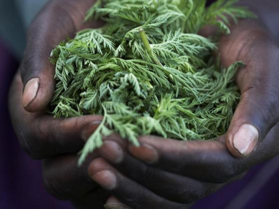 Fresh green herbs held in hands, natural skincare and wellness ingredients