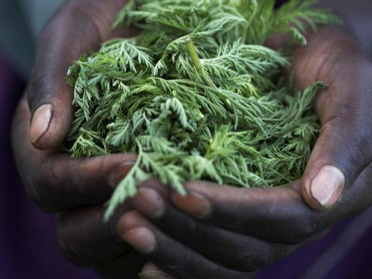 Fresh green herbs held in hands, natural skincare and wellness ingredients