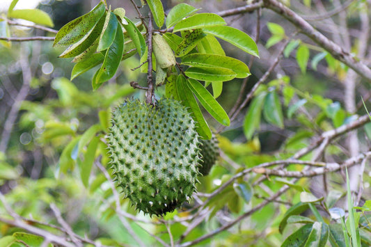 Corossol Sleep / Relax - Siyah Organics