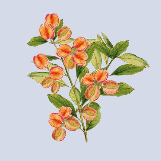 Gut Health - Siyah Organics