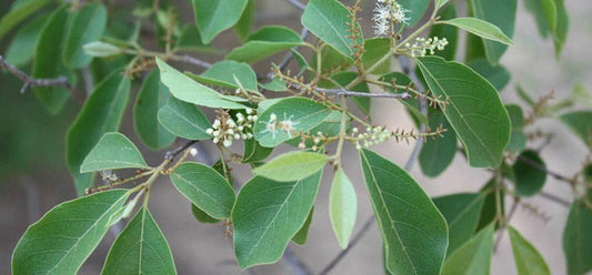 5 Shocking health benefits of Kinkeliba - Siyah Organics