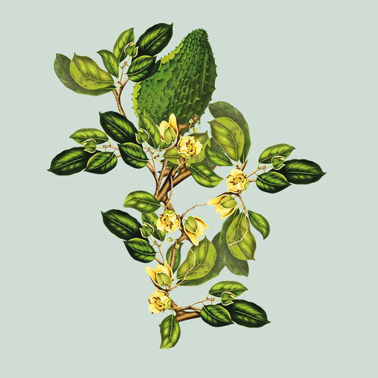 Sleep & Relax - Siyah Organics