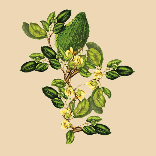 Pain Relief & Anti Inflammatory - Siyah Organics