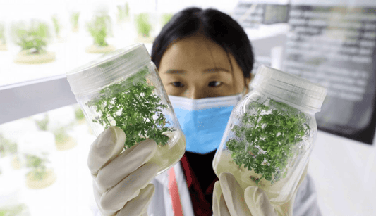 In vitro efficacy of Artemisinin-based treatments against SARS-CoV-2 - Siyah Organics