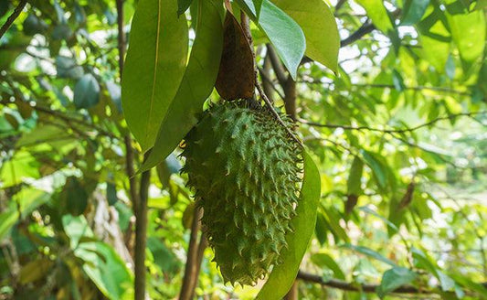 Anticancer Properties of Corossol: A Comprehensive Mechanistic Review - Siyah Organics