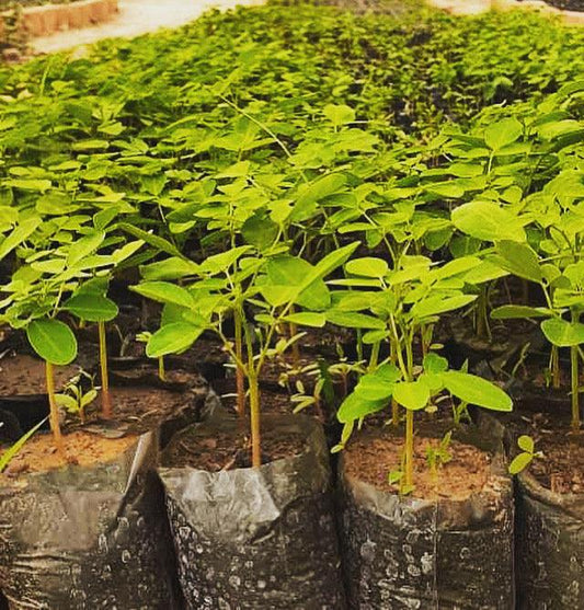 Moringa Immune Boosting / Anti-aging - Siyah Organics