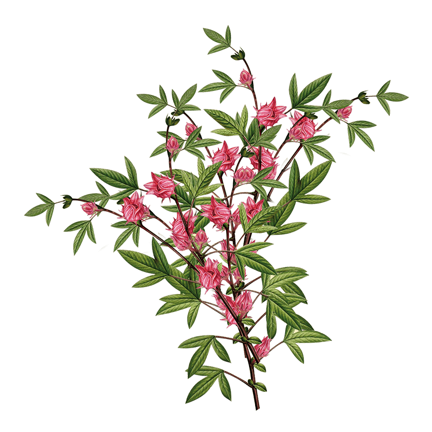 Weight Loss - Siyah Organics