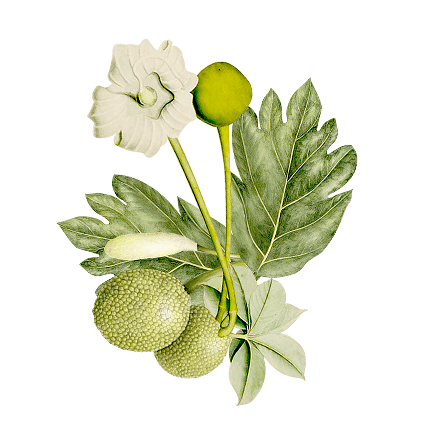 Gut Health - Siyah Organics