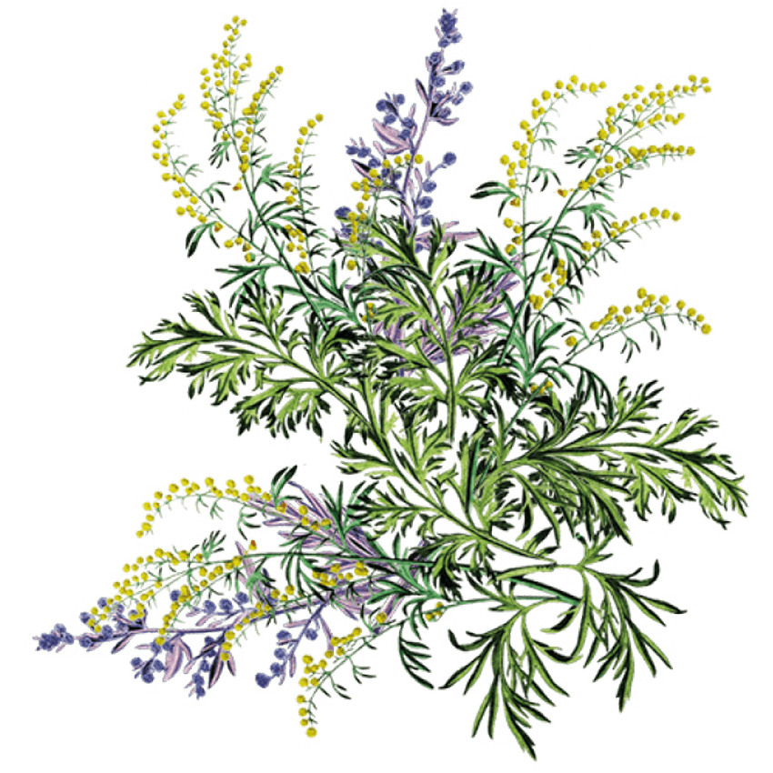 Immunity - Siyah Organics