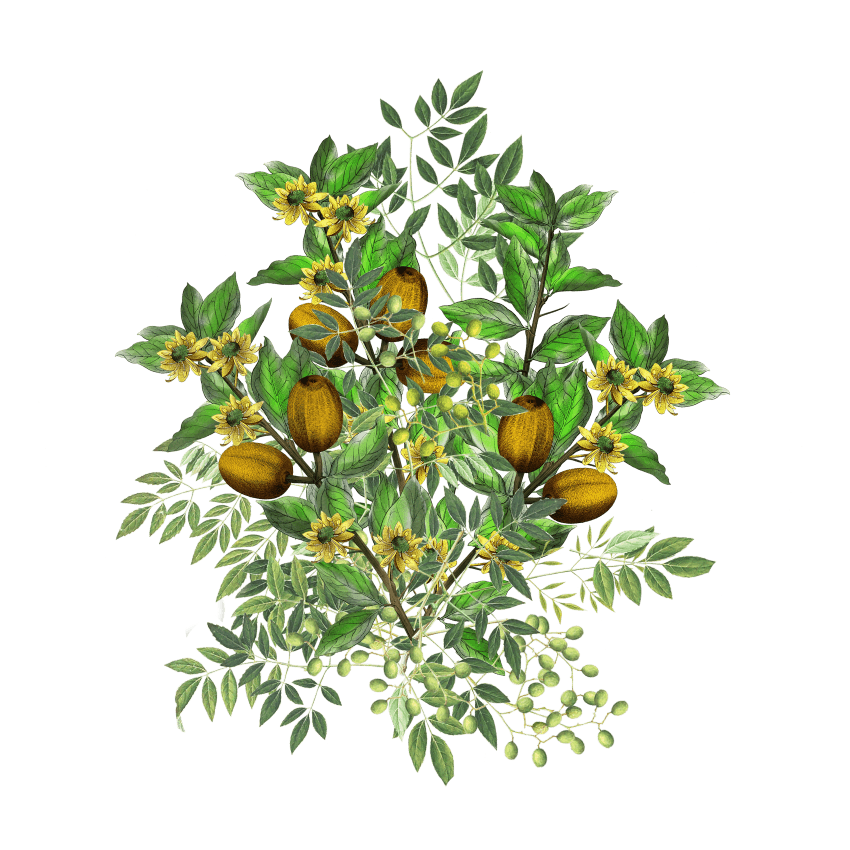 Bundles - Siyah Organics