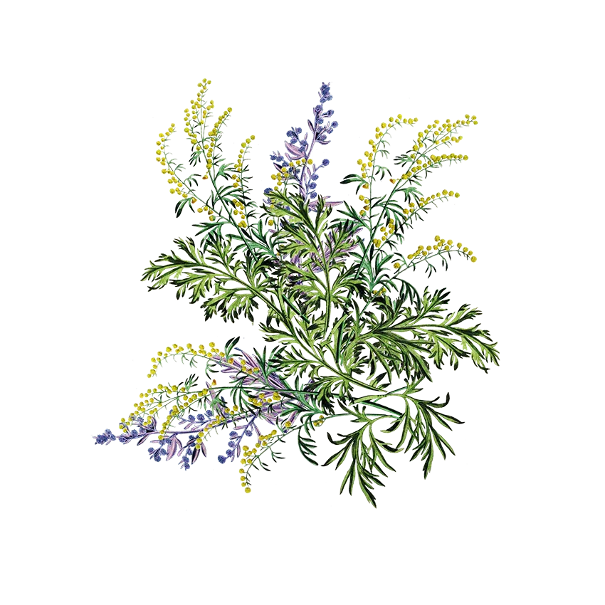 Gifts & Accessories - Siyah Organics