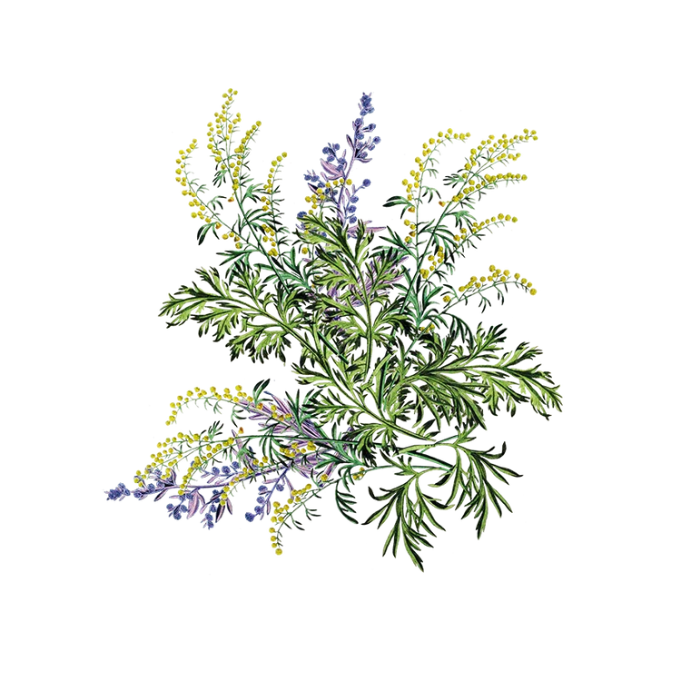 Gifts & Accessories - Siyah Organics