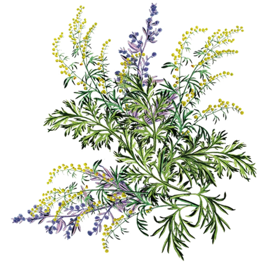 Hair Essentials - Siyah Organics