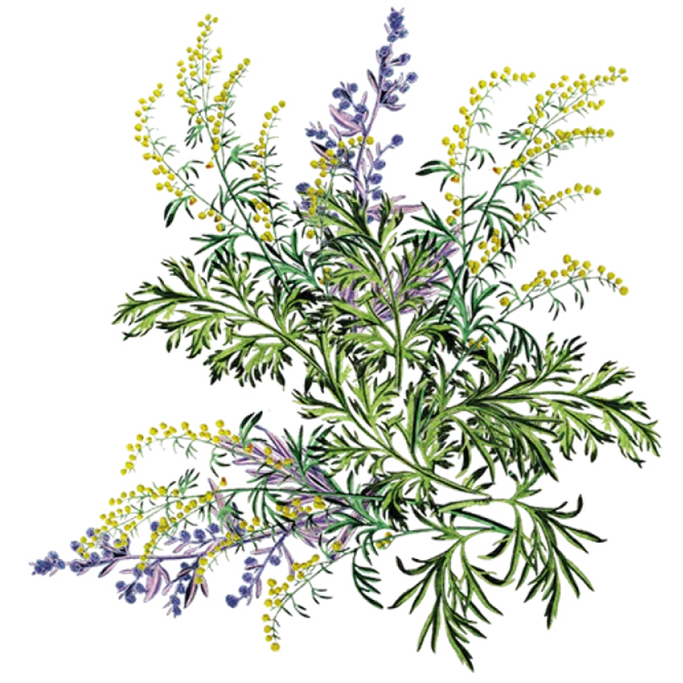 Hair Essentials - Siyah Organics