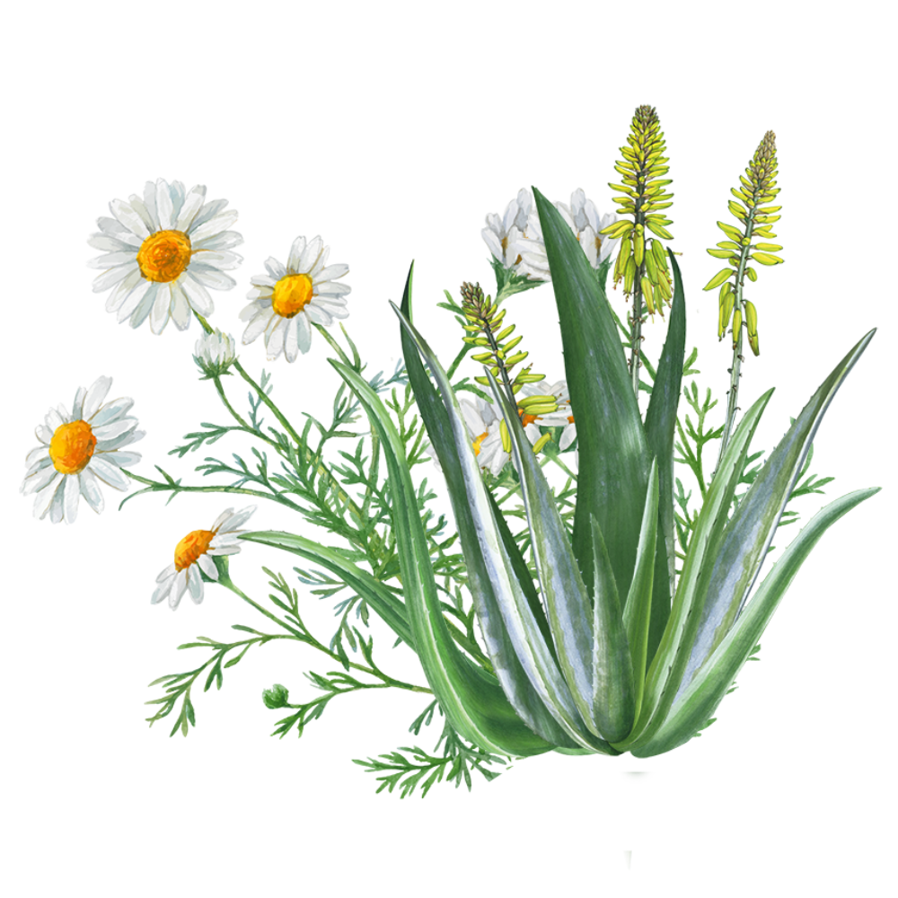 Aloe Vera - Chamomile