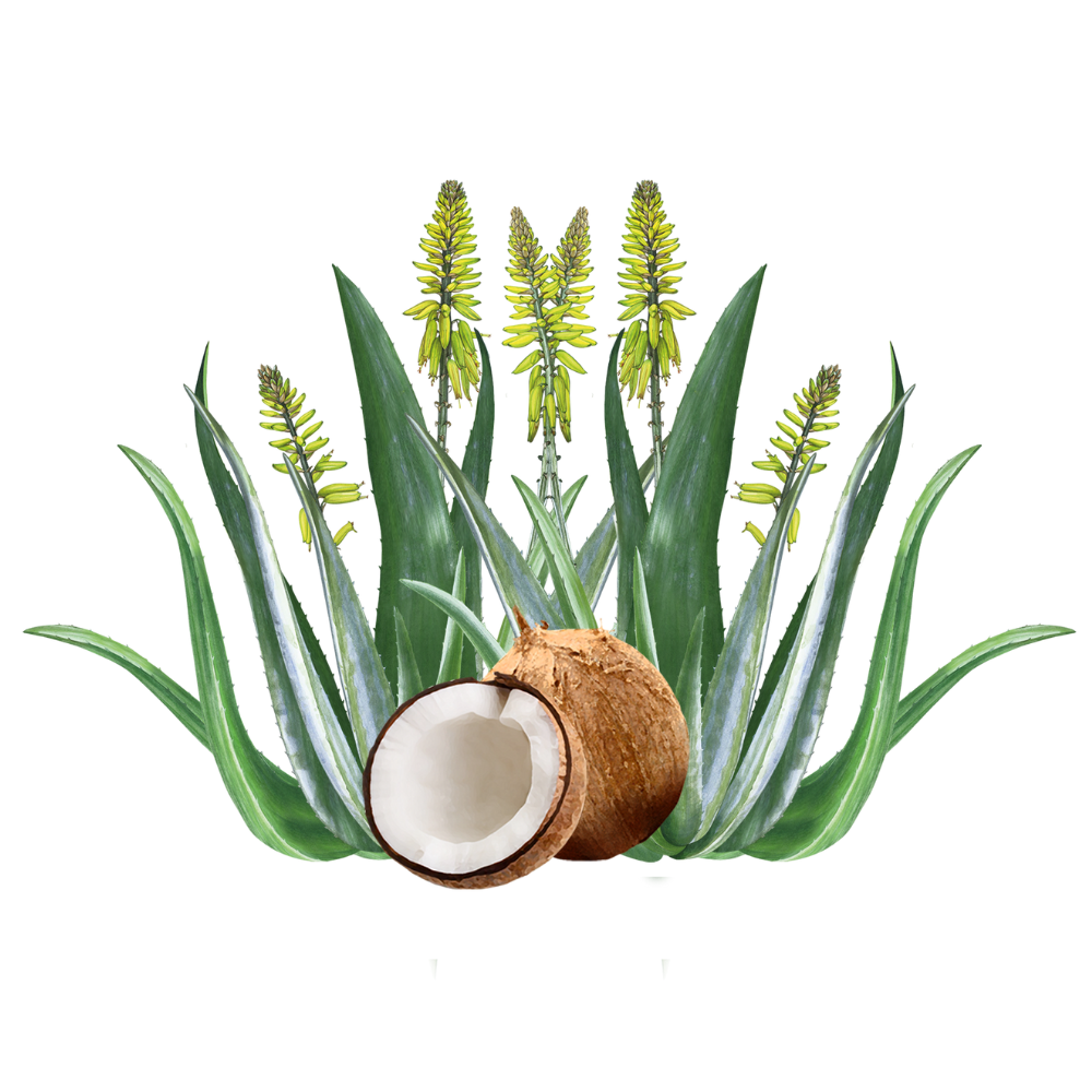 Aloe Vera - Coconut