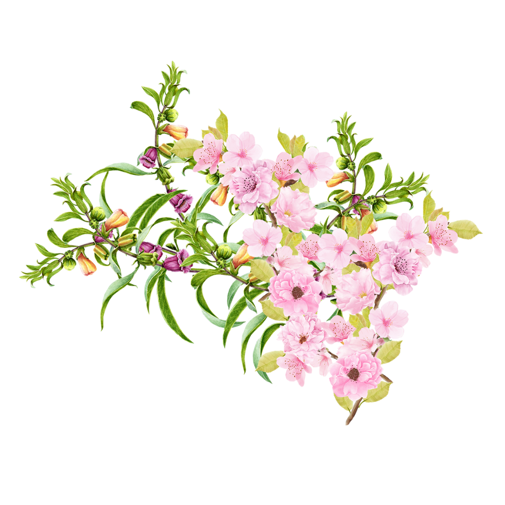 Ambunu - Cherry Blossom