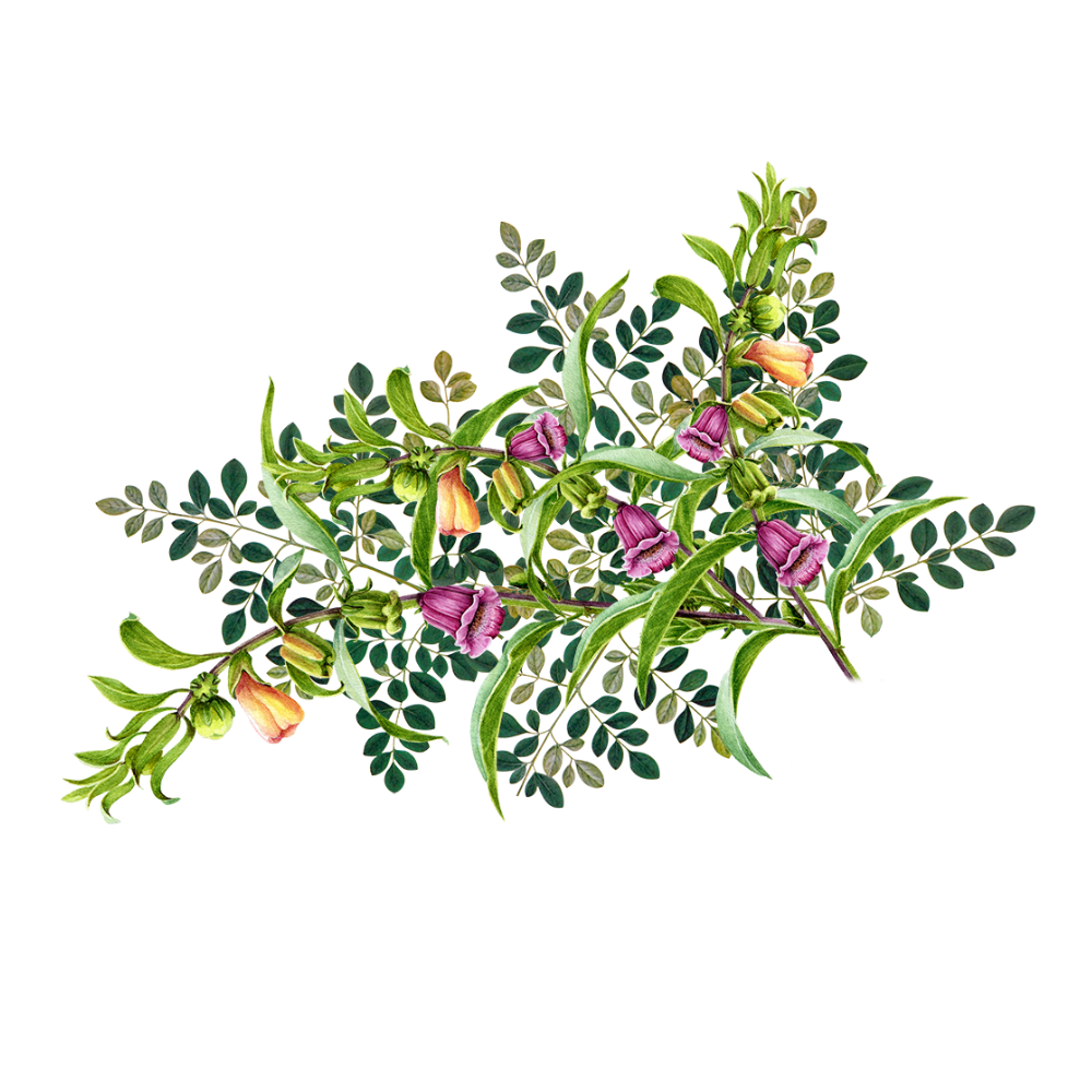 Ambunu - Moringa - Argile