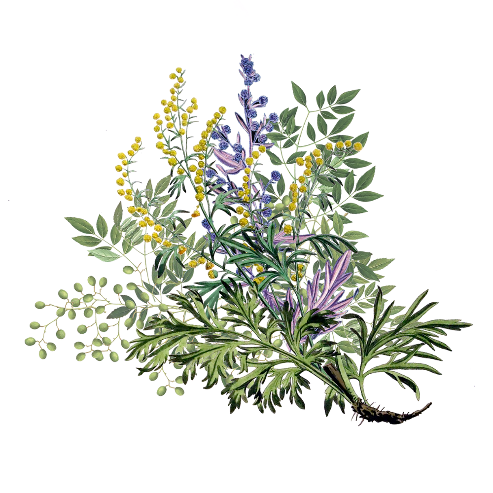 Artemisia Annua - Neem