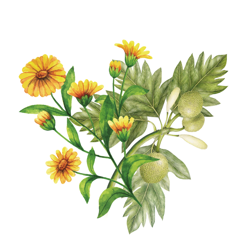 Baobab - Calendula