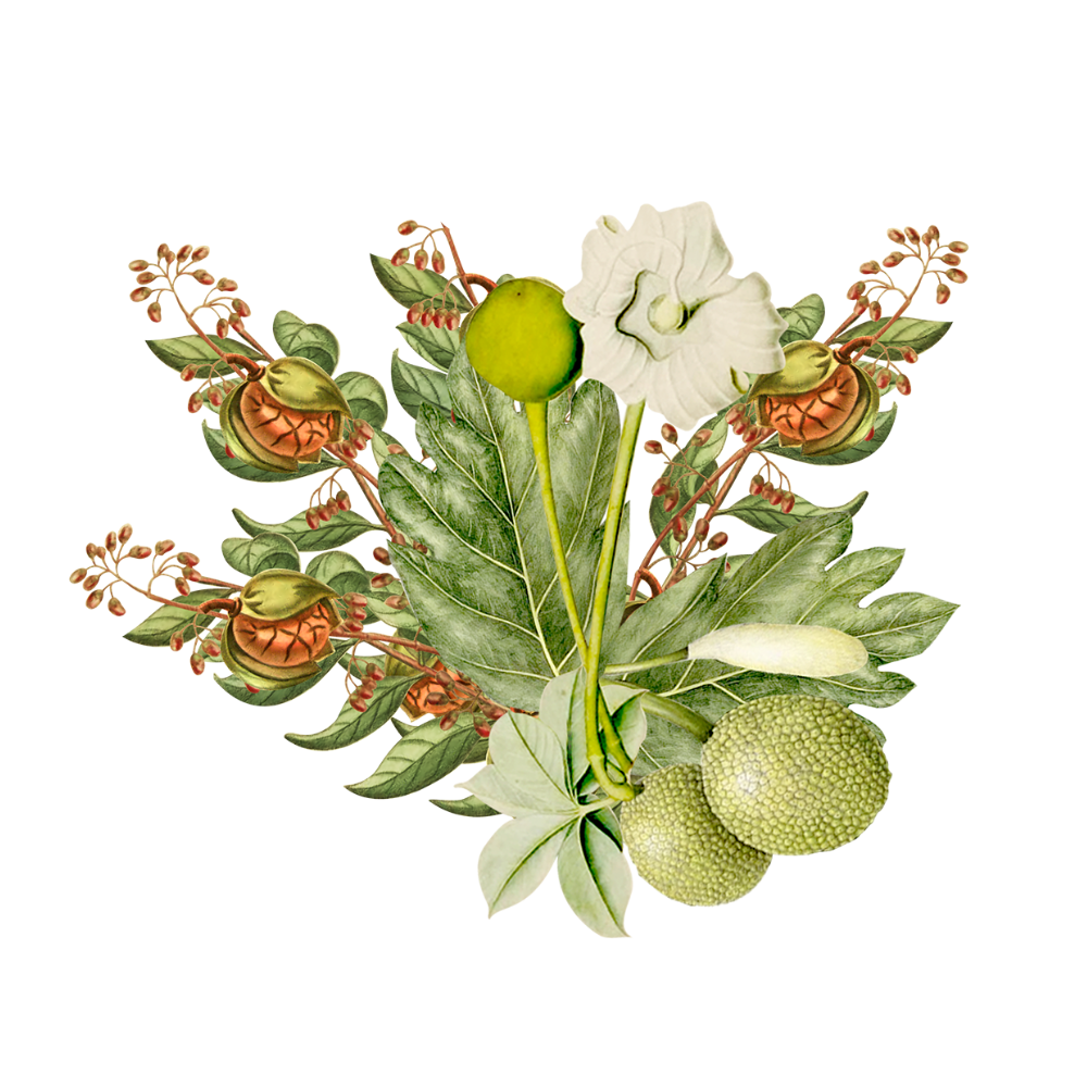 Baobab - Touloucouna