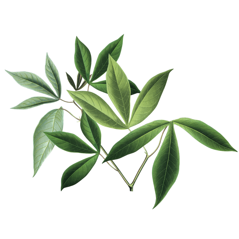 Cassava