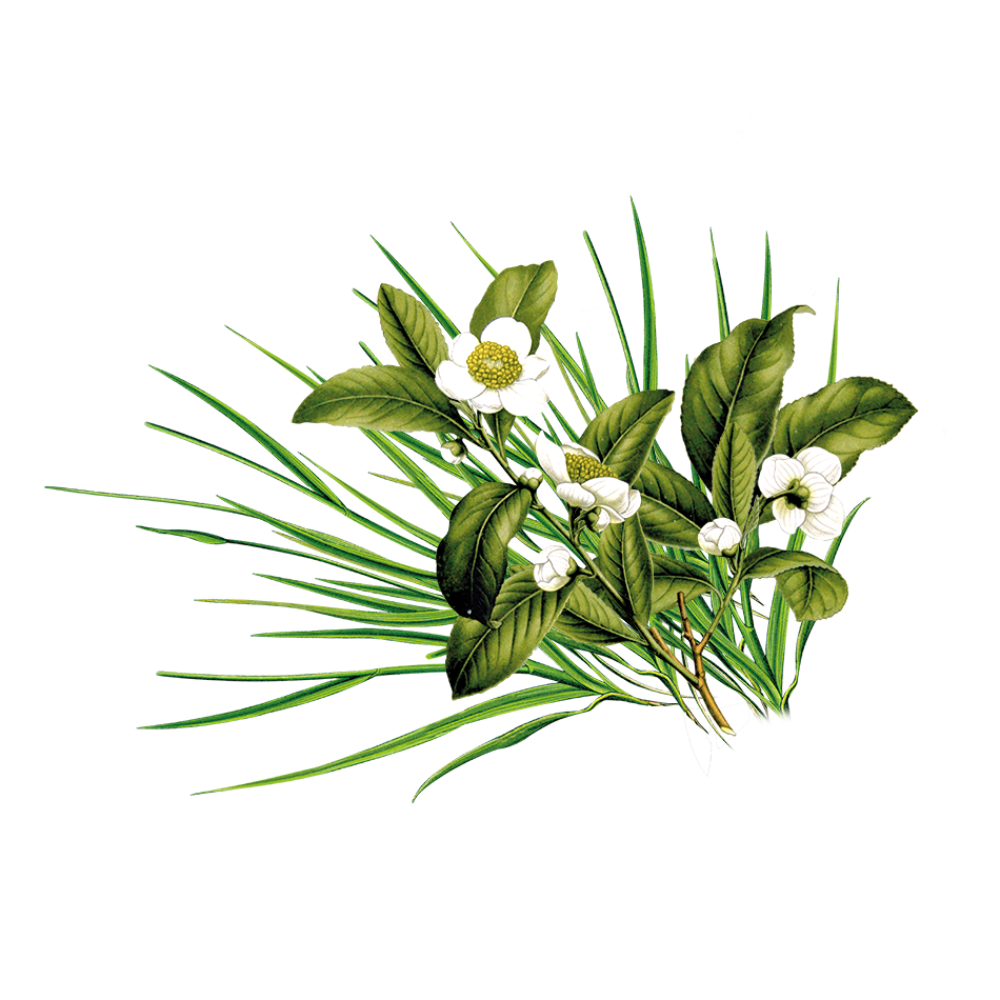 Lemongrass - Tea Tree