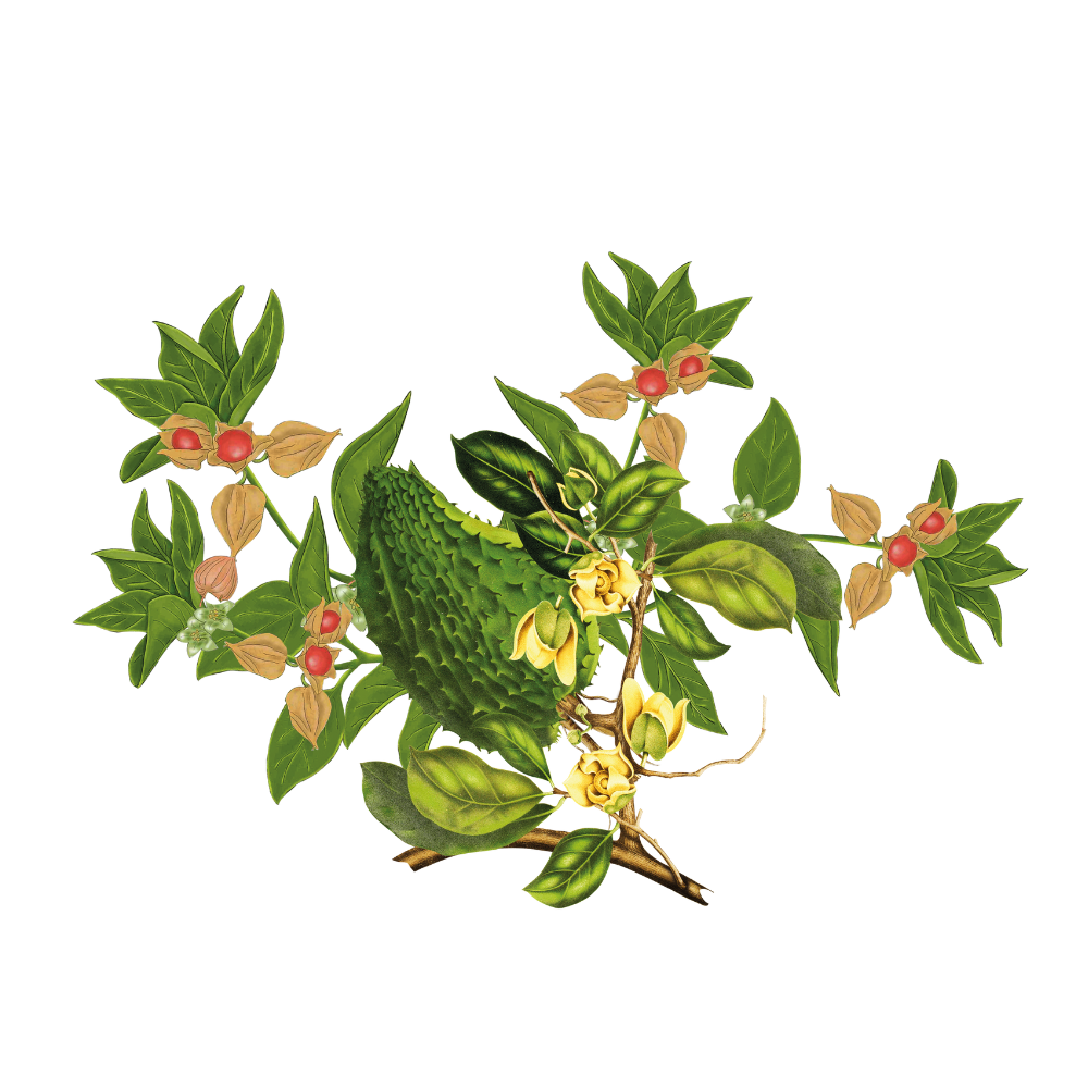 Corossol - Ashwagandha