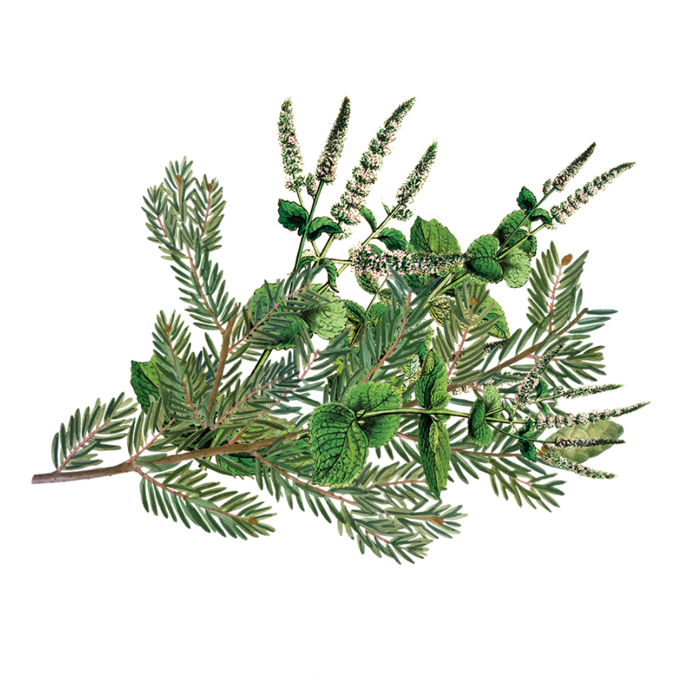 Peppermint - Cedarwood