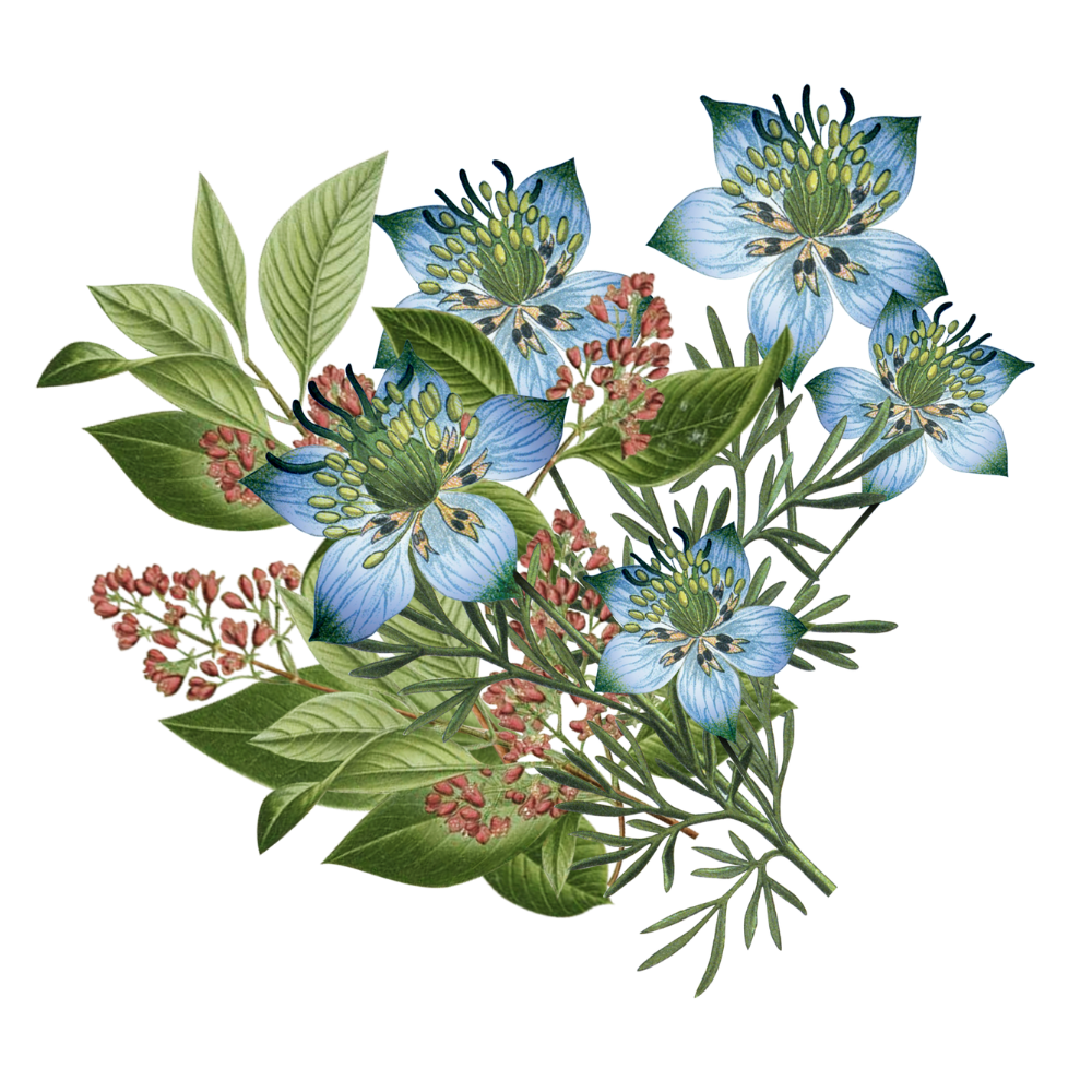 Black Seed - Sandalwood