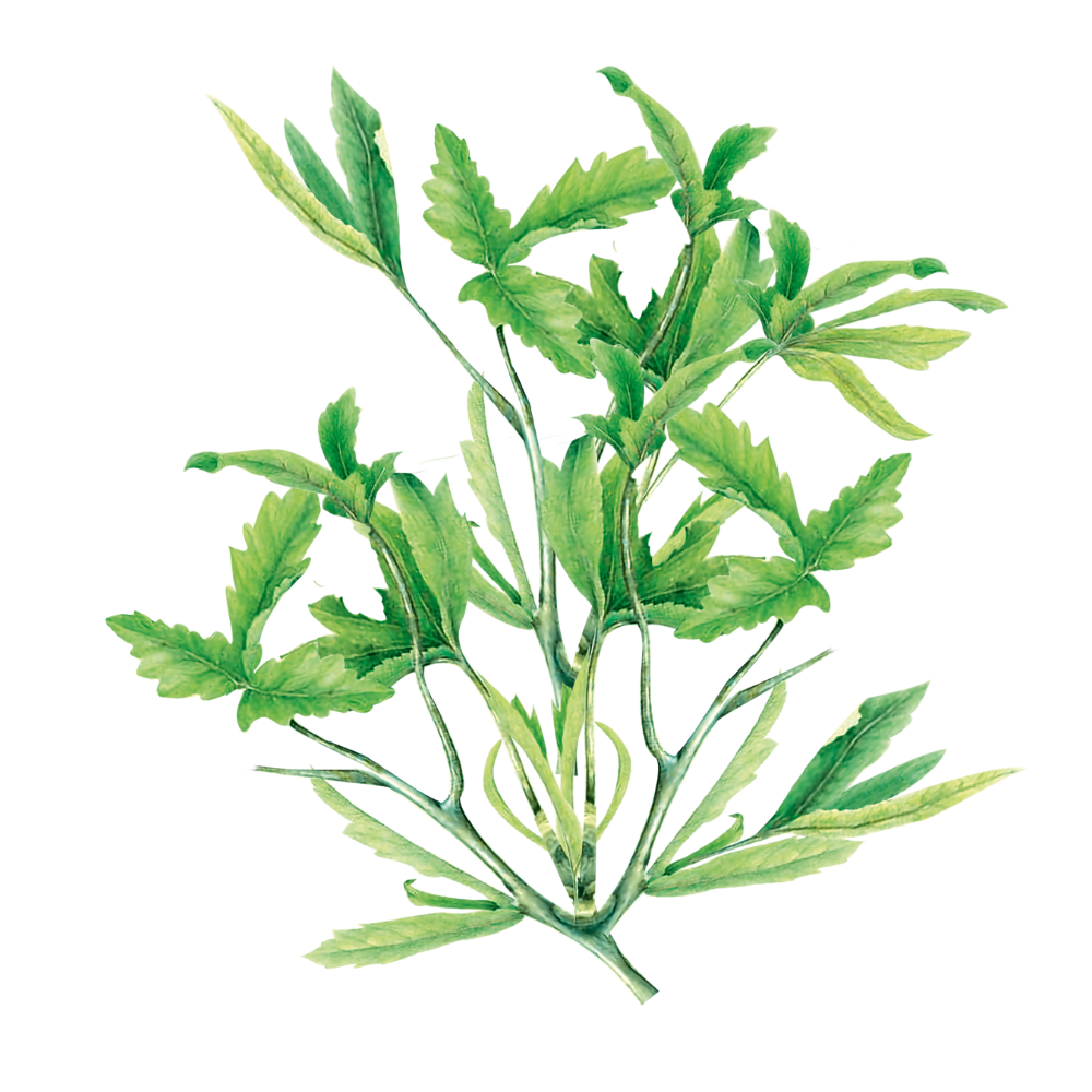Okra Leaves