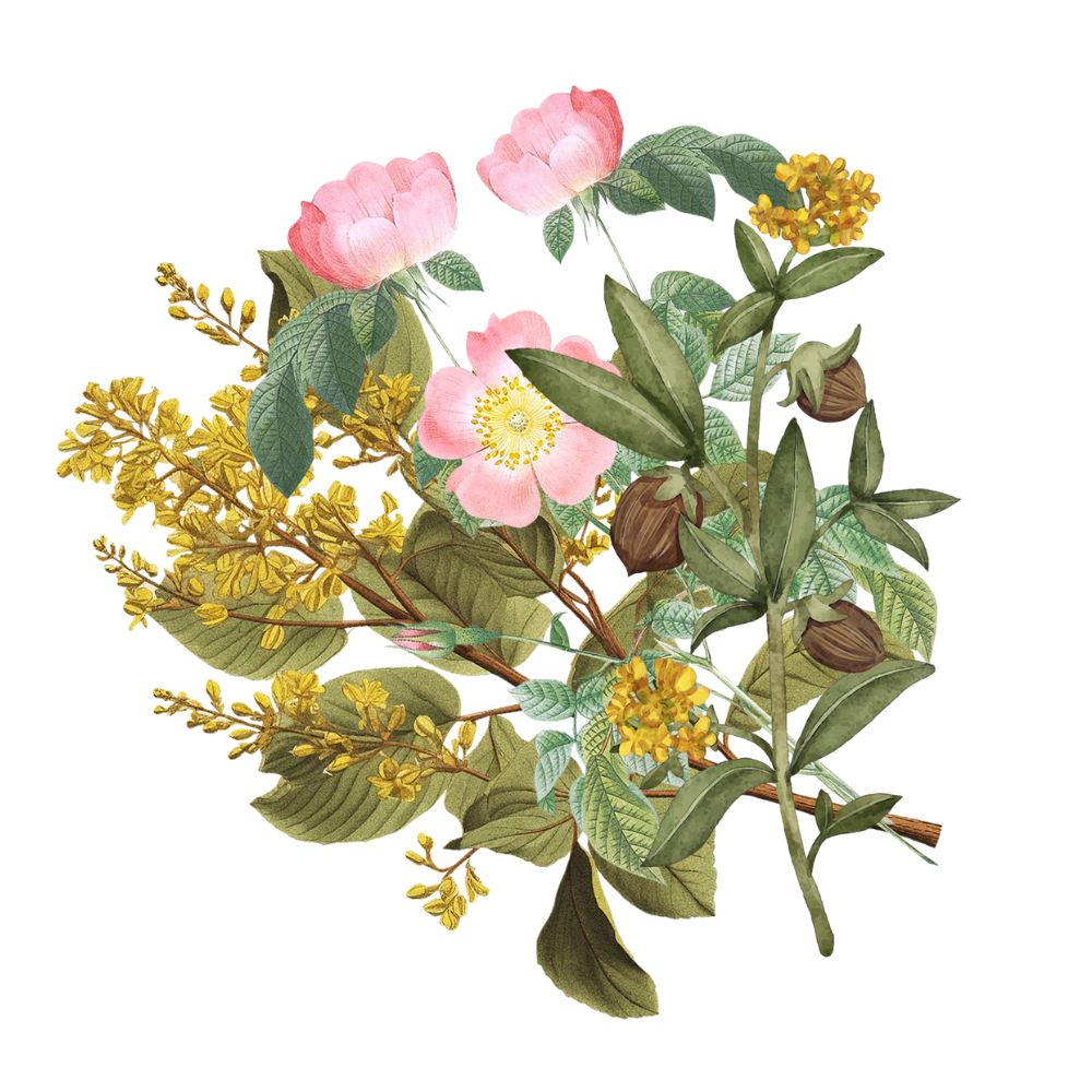 Rose - Witch Hazel - Jojoba