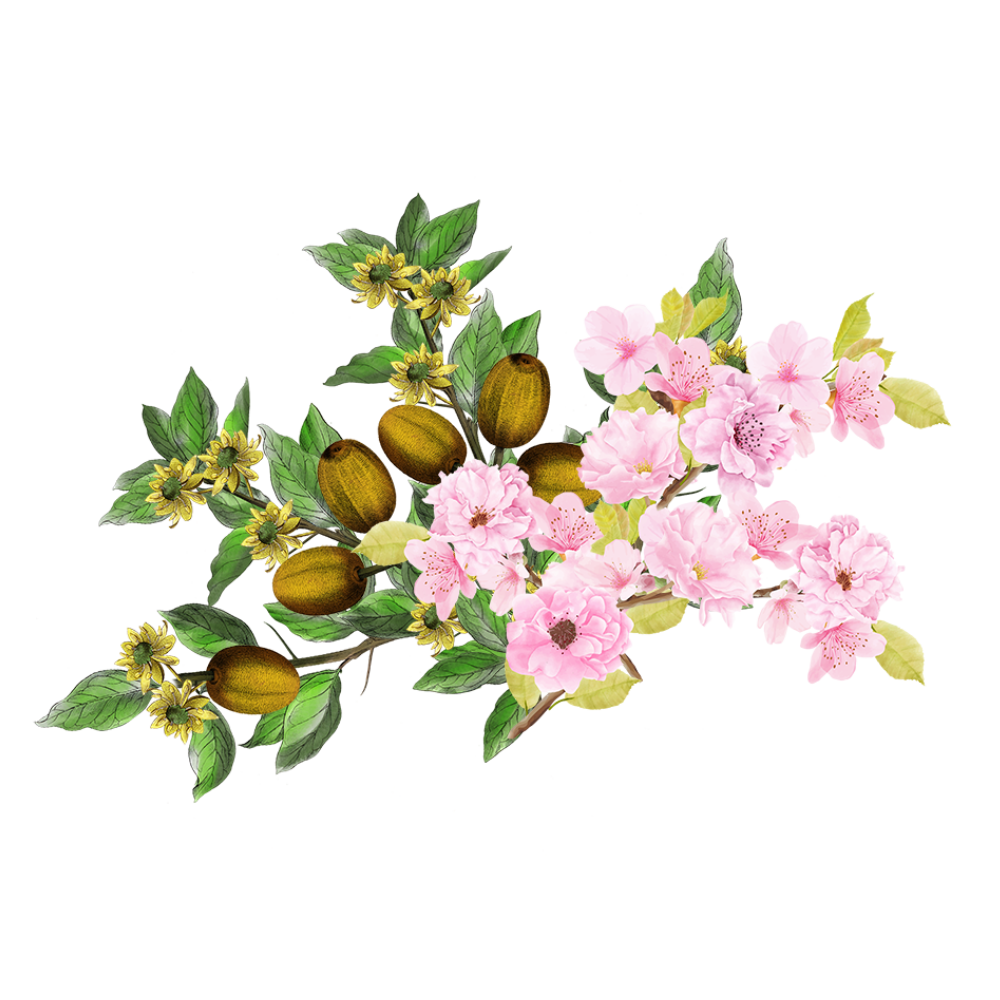 Sump - Fleur de Cerisier