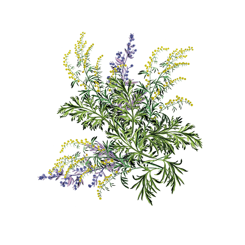 Artemisia Annua, artemisia annua 