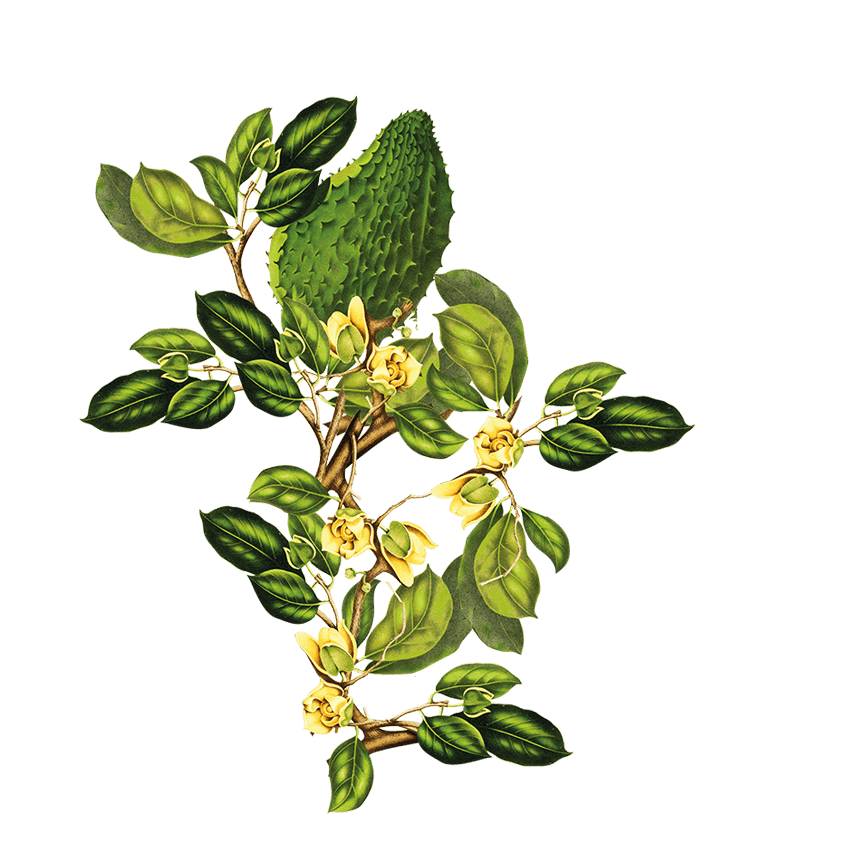 Corossol Supplement - Siyah Organics